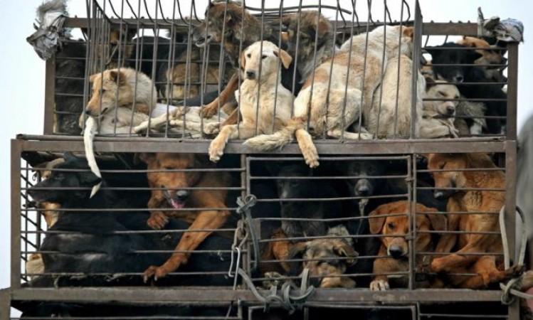 Dog meat will not be eaten in China anymore after coronavirus pandemic