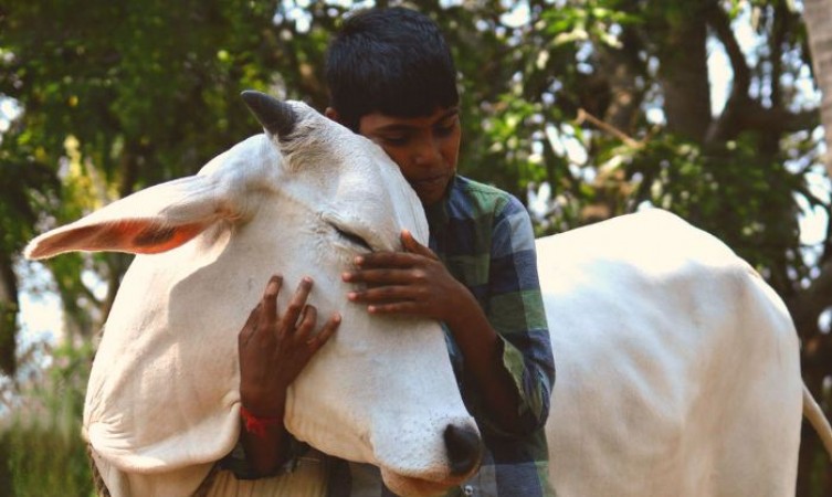 US: People hugging 'cow' by paying $200 in corona crisis, getting many health benefits