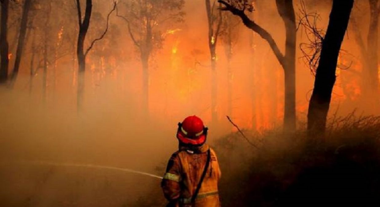 ऑस्ट्रेलिया के जंगल में आग ने मचाई भारी तबाही, प्रशासन ने घोषित की इमरजेंसी