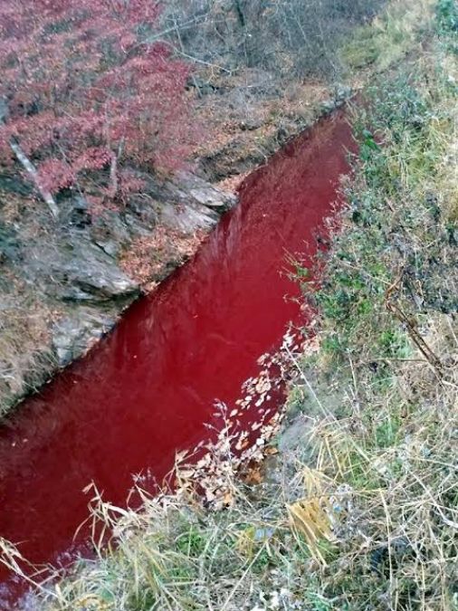 दक्षिण कोरिया में खून से लाल हो गई नदी , जानिए पूरा मामला