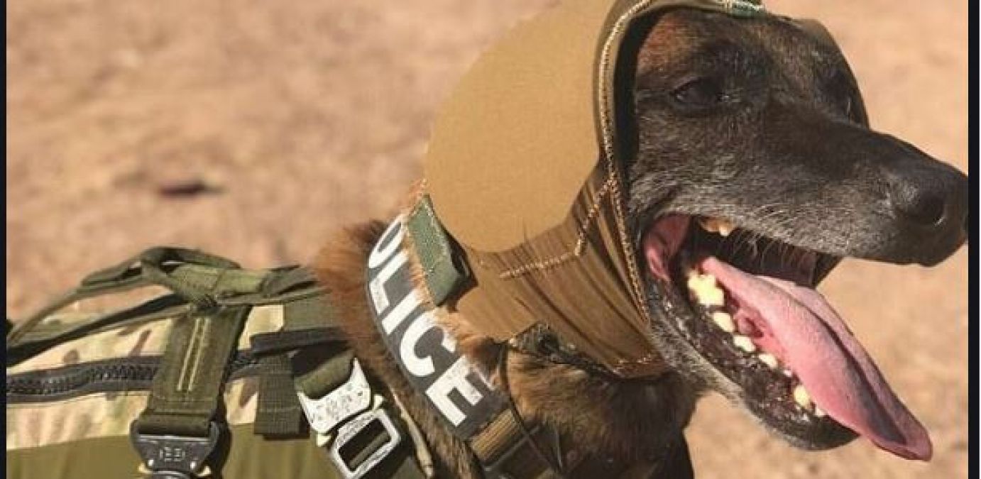 अमेरिका ने उठाया नया कदम, सैन्य कुत्तों की सुरक्षा के लिए डेवलप कराए कवर