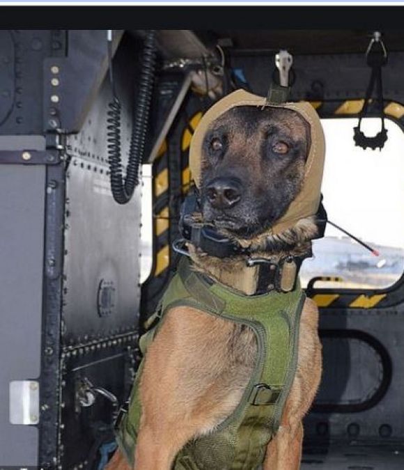 America took this step, developed a cover for the safety of military dogs