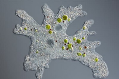 'Brain-eating' amoeba gets found in water; citizens ordered not to consume water
