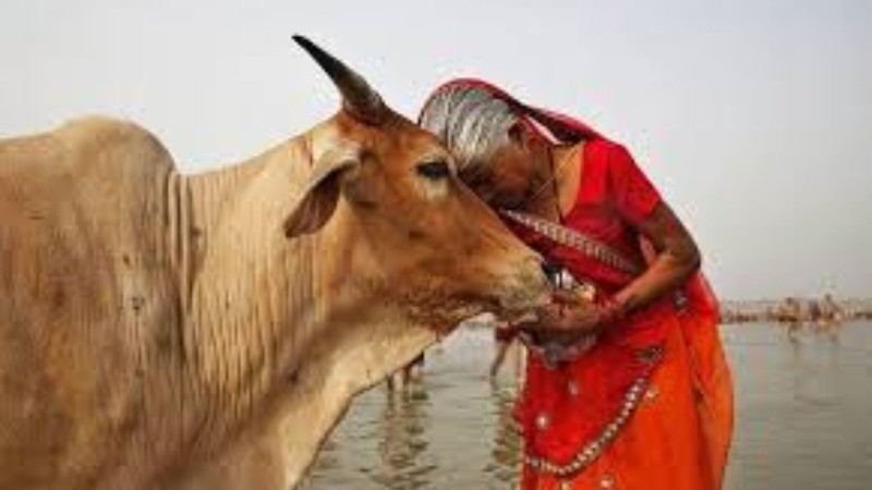 गर्भवती गाय का पेट चीरा और बछड़ा निकालकर ले गए..! कांग्रेस मंत्री ने कहा था- गाय क्यों नहीं..?