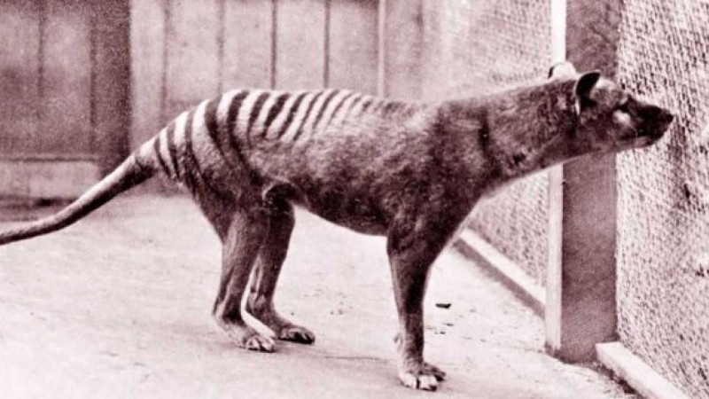 Last rare thylacine animal found in this zoo | NewsTrack English 1