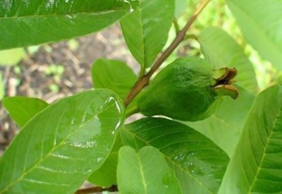 Know the health benefit of consuming guava leaves