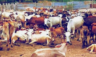 Anti-cow slaughter:  Karnataka  govt passes Bill