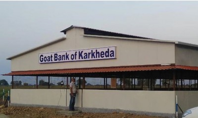 महाराष्ट्र में शुरू हुआ अनोखा गोट बैंक, उधारी में ले जाएं बकरी, वापस करें 4 मेमने
