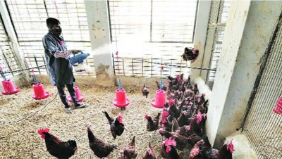 Delhi zoo samples 4 positives for bird flu again