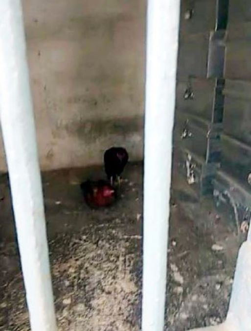 सट्टेबाजी के जुर्म में गिरफ्तार हुए दो मुर्गे, 25 दिनों से है बंद