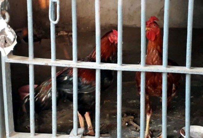 Two chickens arrested with bookies for betting offence
