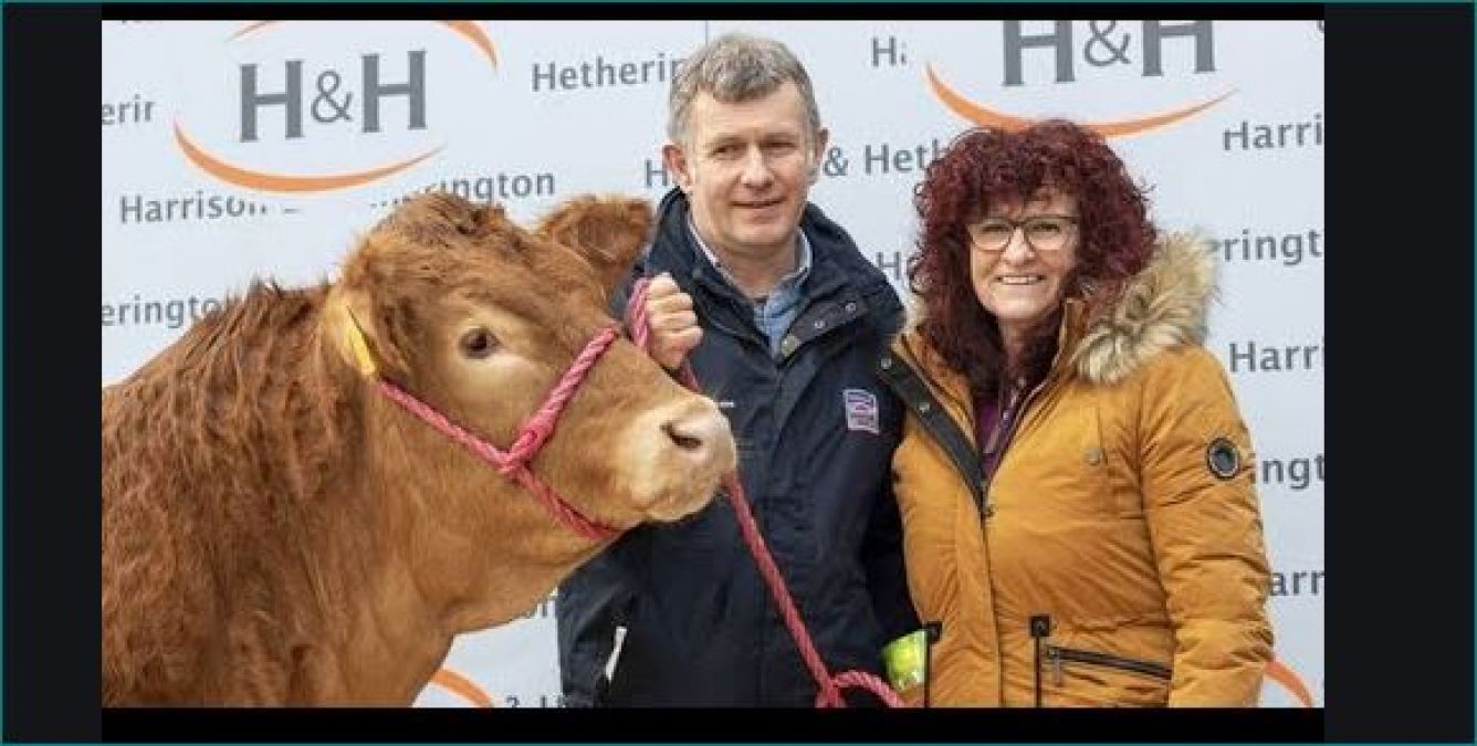 Cow named 'Posh Spice' breaks world sales record, know what's special